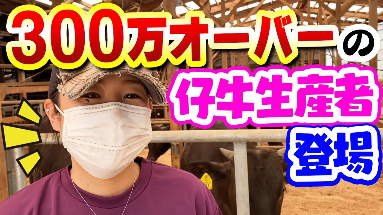 【佐賀牛繁殖】300万オーバーの仔牛を作ったMAIさん登場！