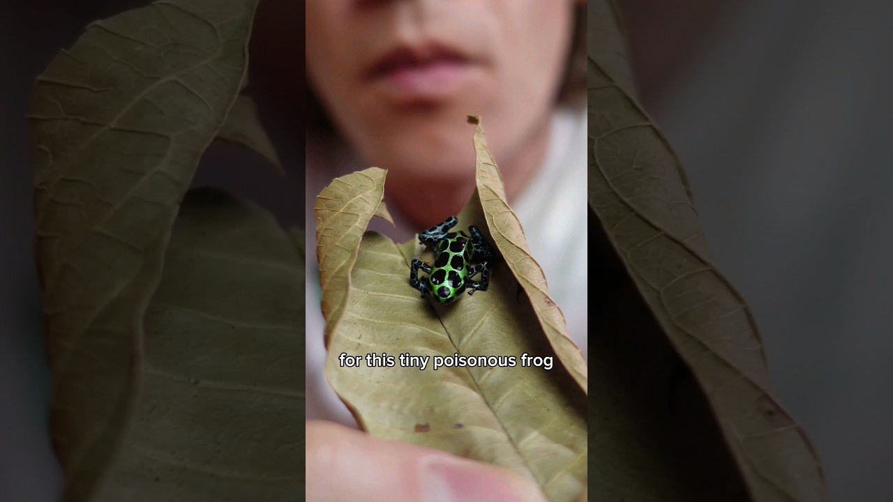 gigantic terrarium for a tiny poisonous frog