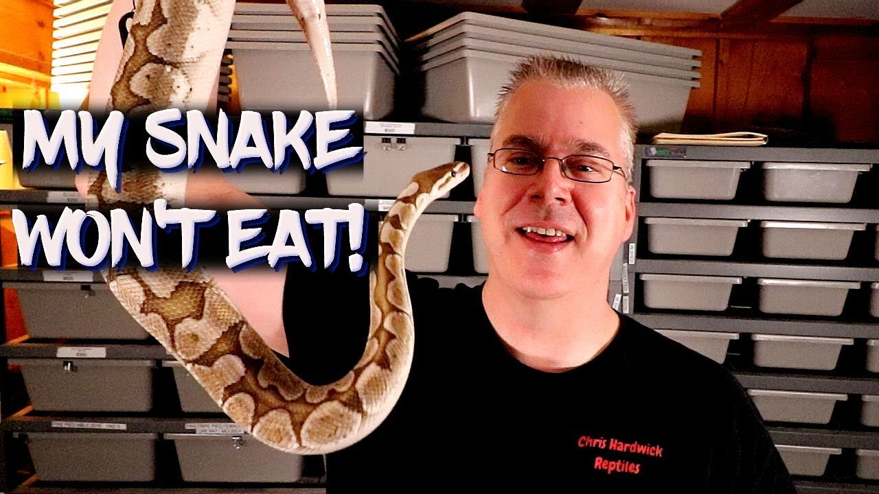 What to do when your snake won't eat!