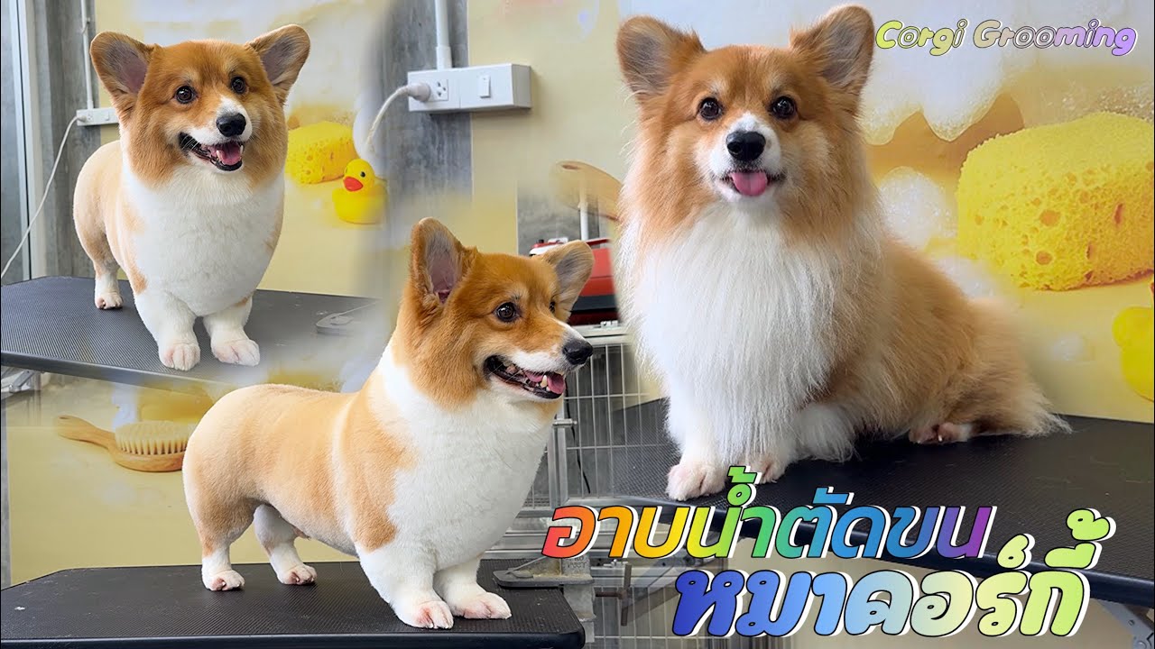 ตัดขนหมาคอร์กี้(ทรงแล้วแต่ช่าง￼)😁Corgi Full Grooming🛁✂️🐶