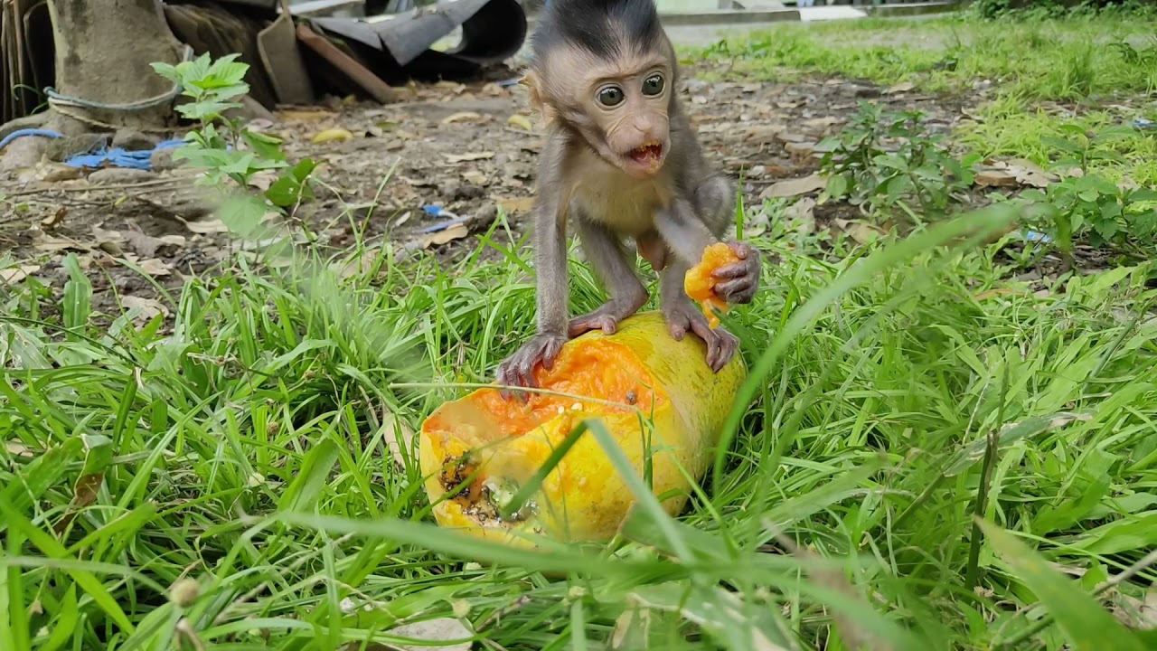 cute baby monkey emon playing in the yard and I gave him a big papaya, appar