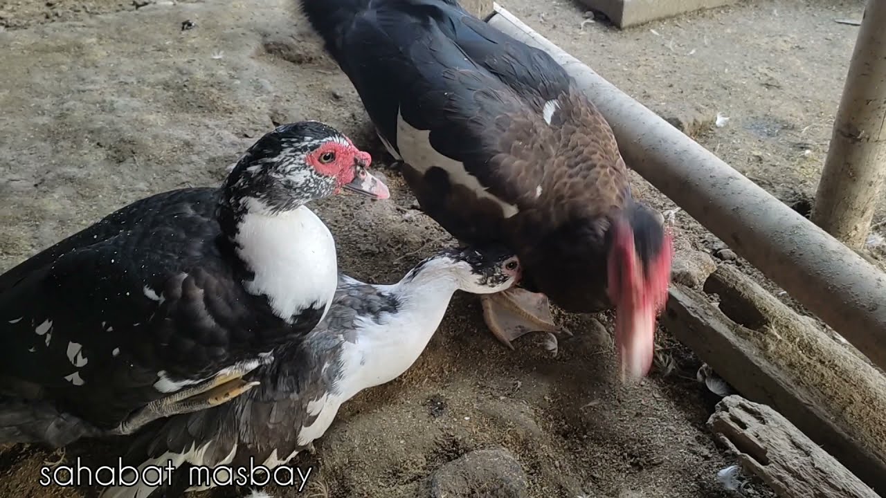 Pertemuan Bebek Yang Mengagumkan
