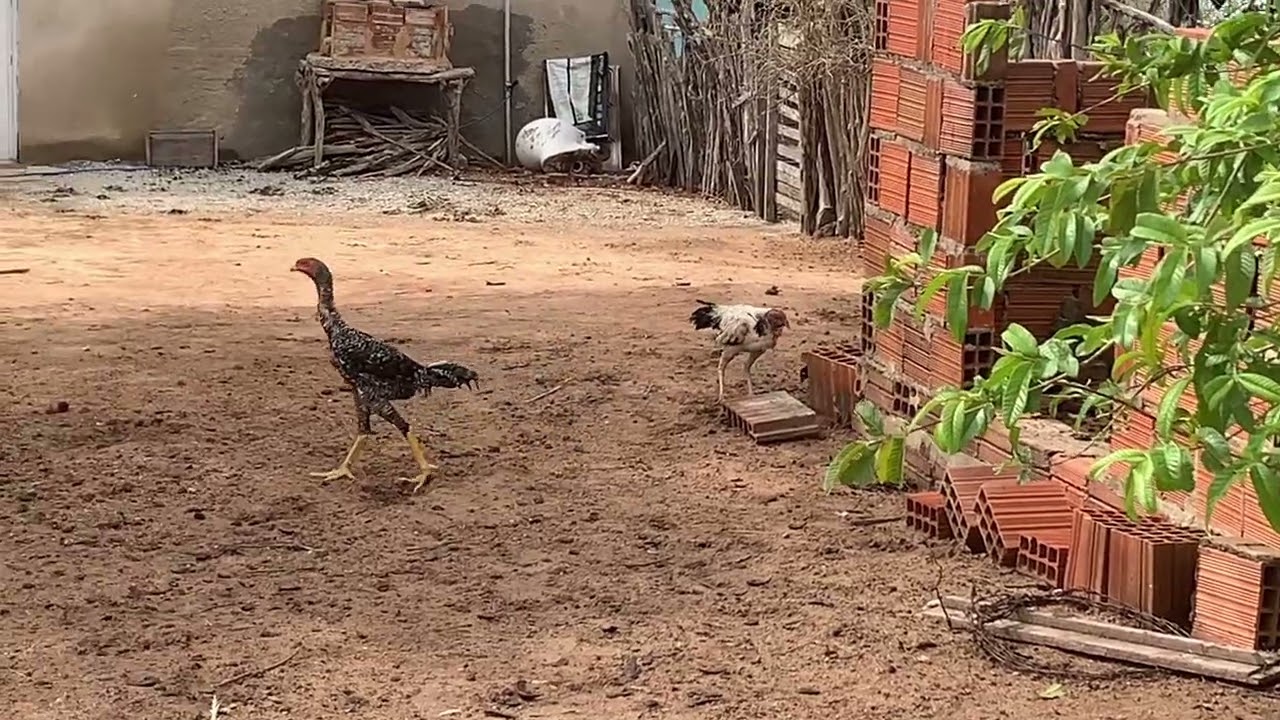 Monstrando as galinhas e os frangos soltos. 🐓🌵