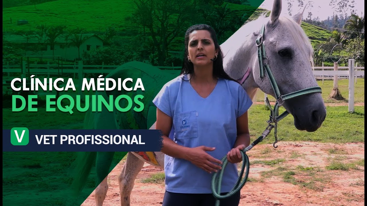 Clínica Médica de Equinos l VET Profissional