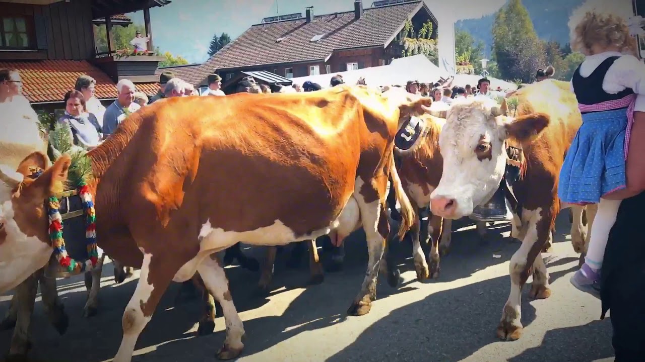 Viehscheid Obermeiselstein 23.09.17