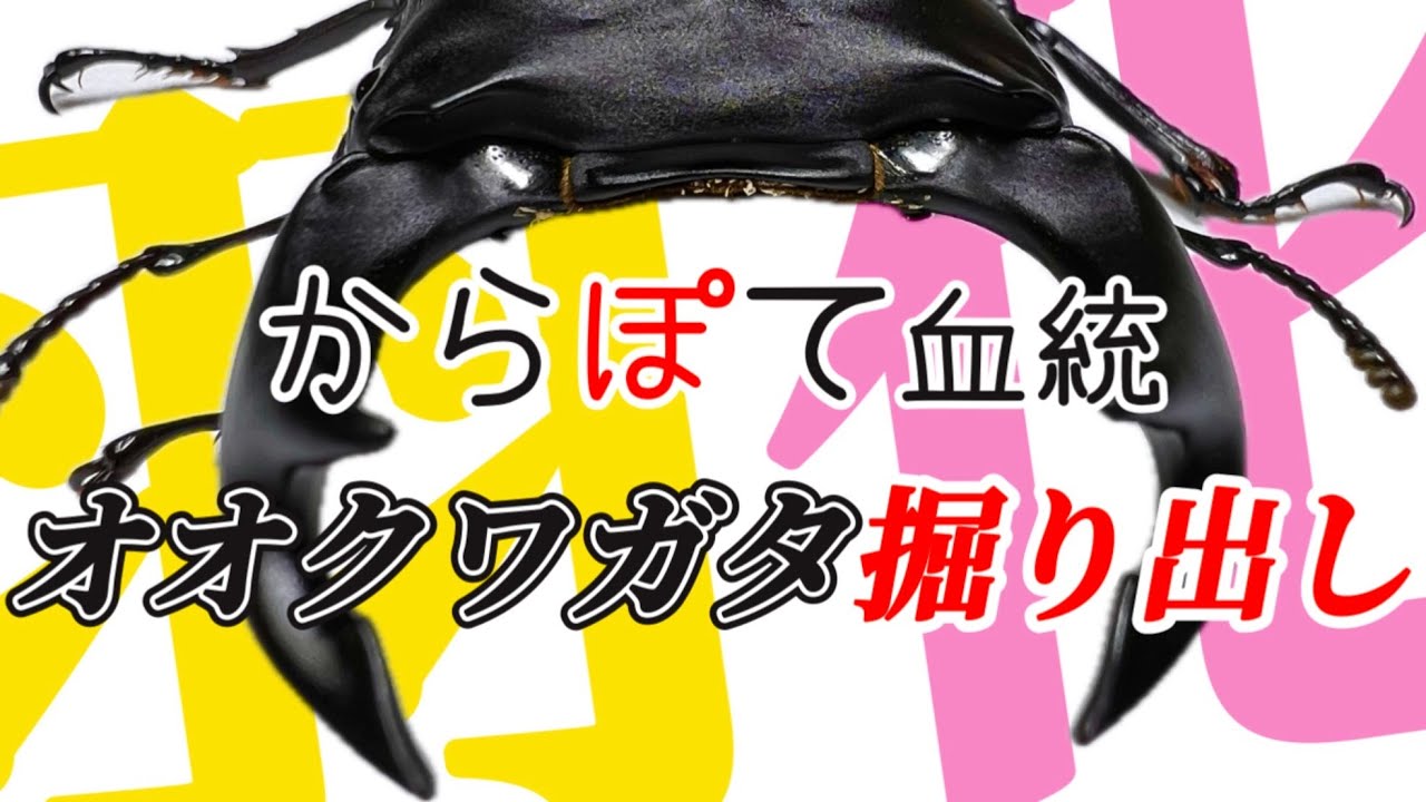 【オオクワガタ】からぽて血統のオオクワガタを掘り出す