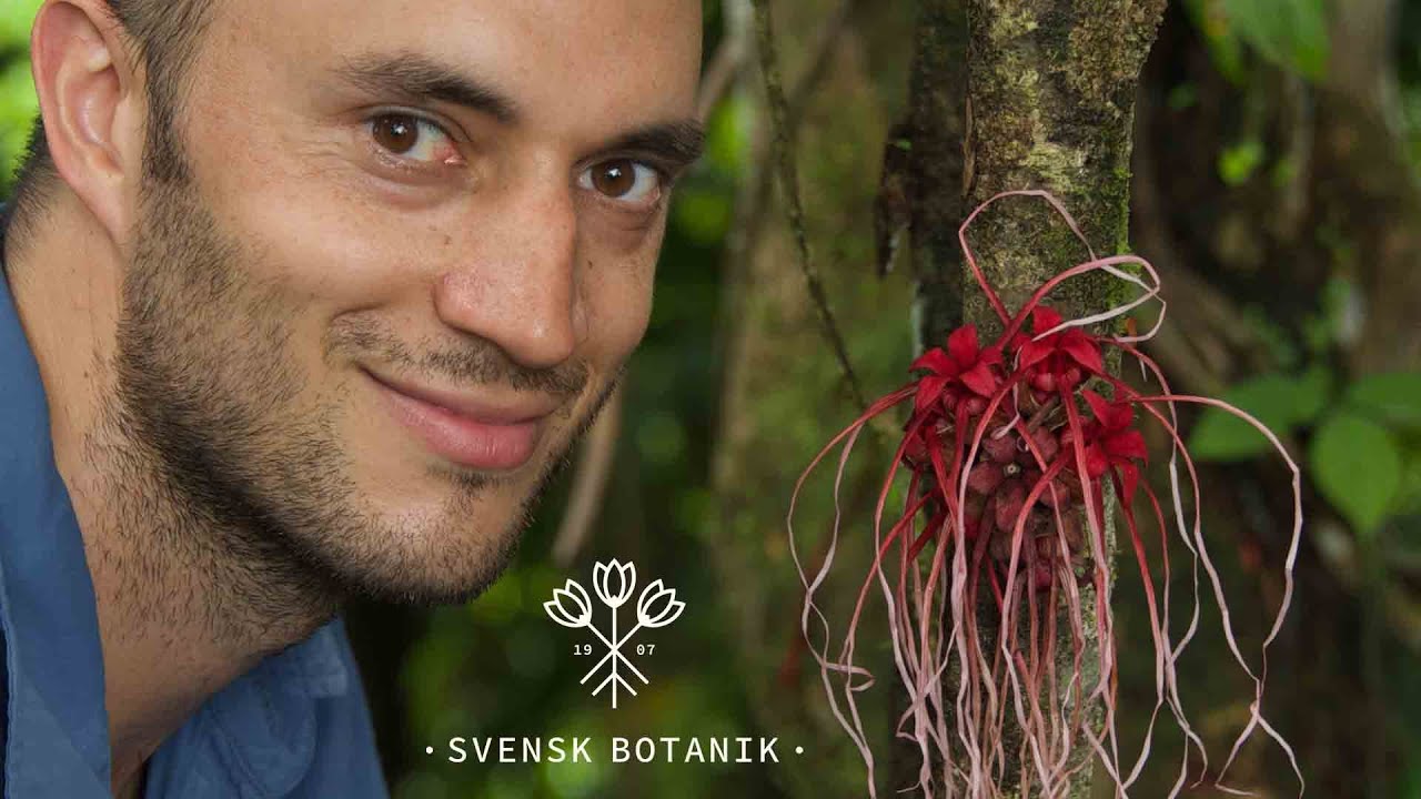 Växternas mångfald och hotbild med Alexandre Antonelli