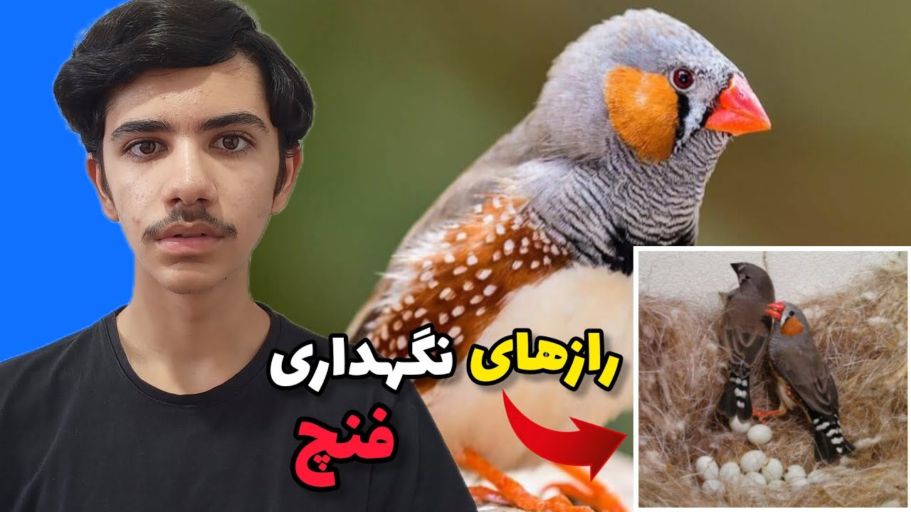 همه چیز درباره فنچ ها | راهنمای کامل نگهداری فنچ