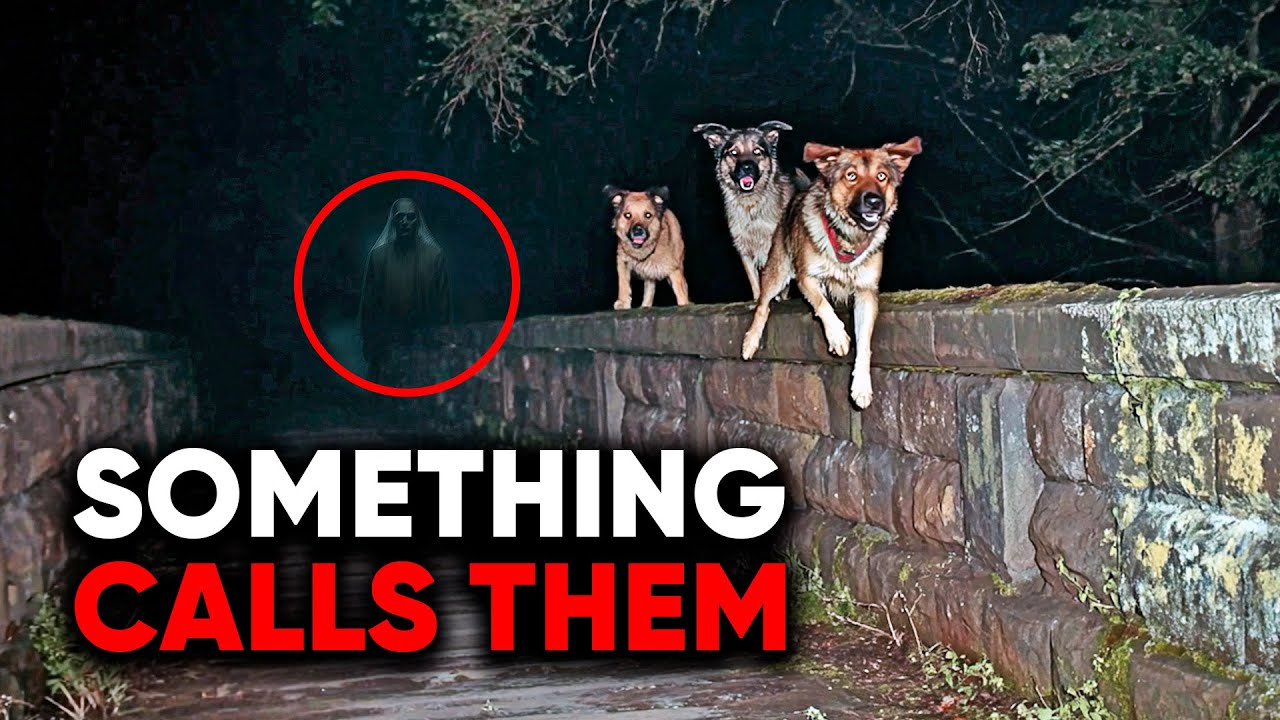 The Mysterious Bridge Where Dogs Keep Jumping to Their Deaths