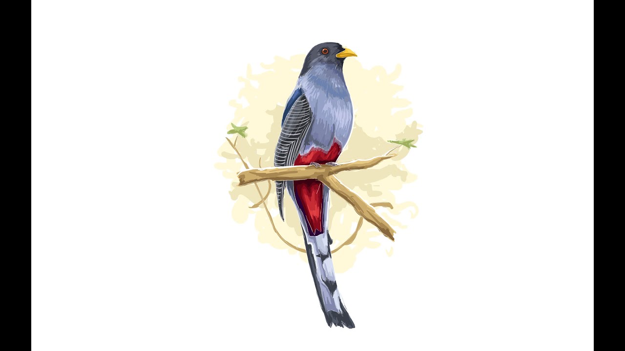 Time lapse adobe illustrator : Bird vector Illustration