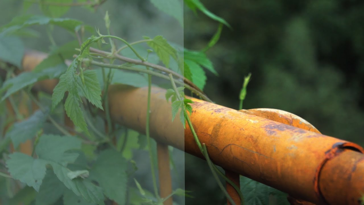 Color Grade test Canon 600d