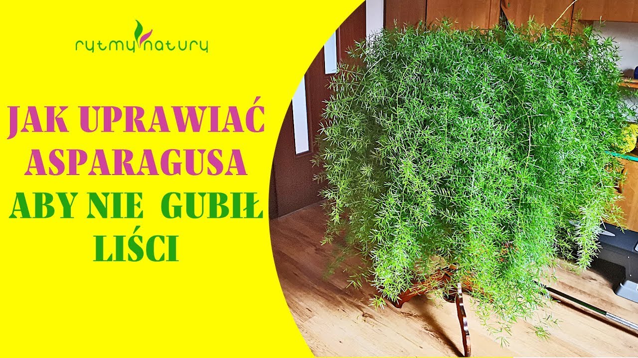 Asparagus doniczkowy - jak go uprawiać aby nie gubił liści