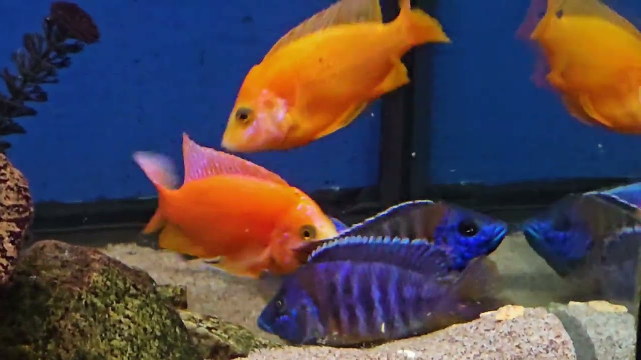 Tank Boss OB Mating with Rubescens Female. Should I keep the fry?