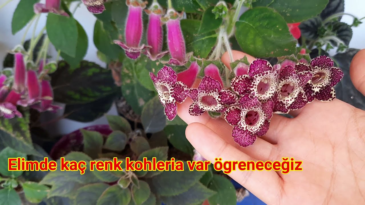1s/Kohleria Nis'Bulurred /Kohleria renkleri ve isimleri |Komşu çatlatan çiçeği çeşitleri.