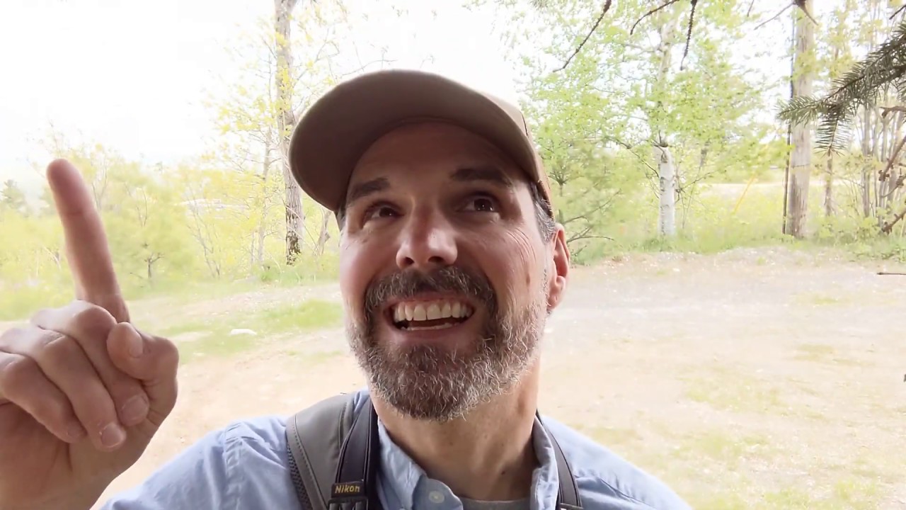 House Wren - Learn a Bird   Episode #13