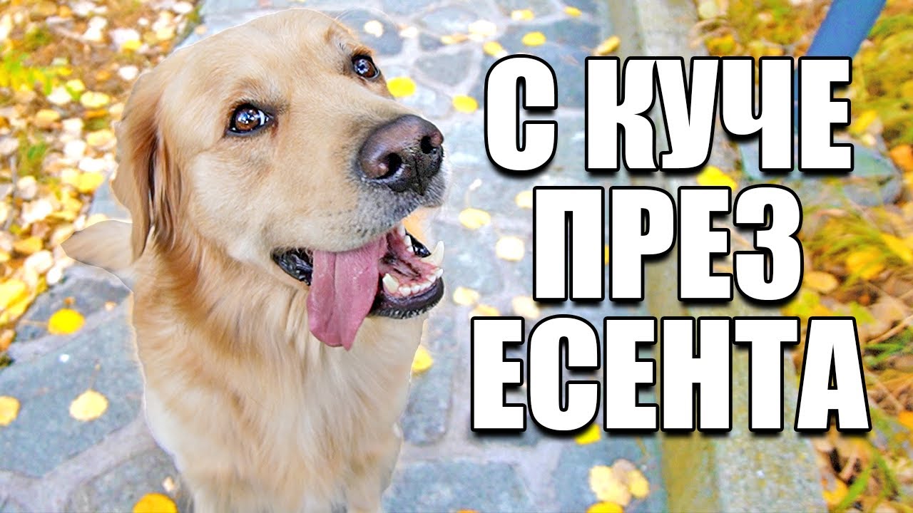 1 ДЕН С КУЧЕ ПРЕЗ ЕСЕНТА