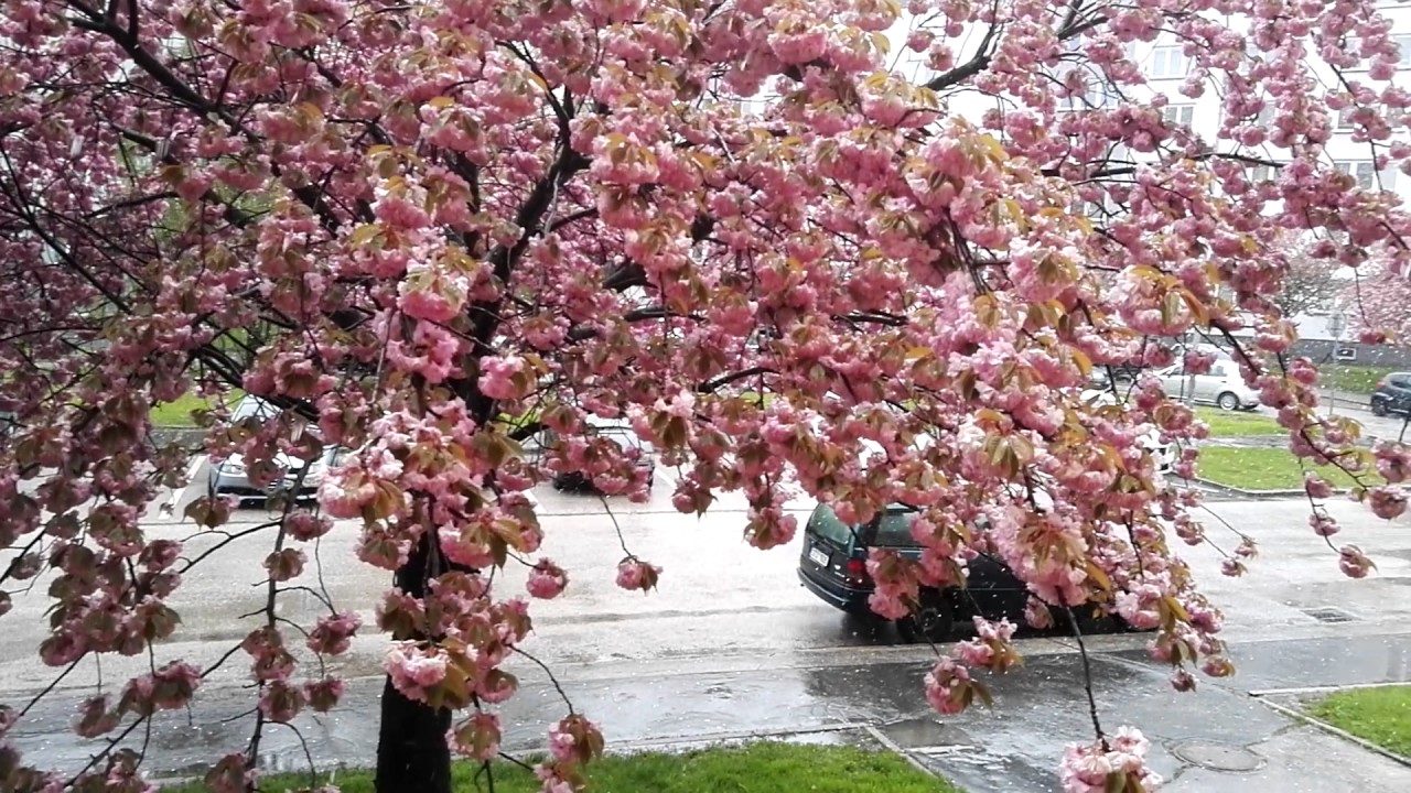 Sněžení v Ostravě 27.4.2017