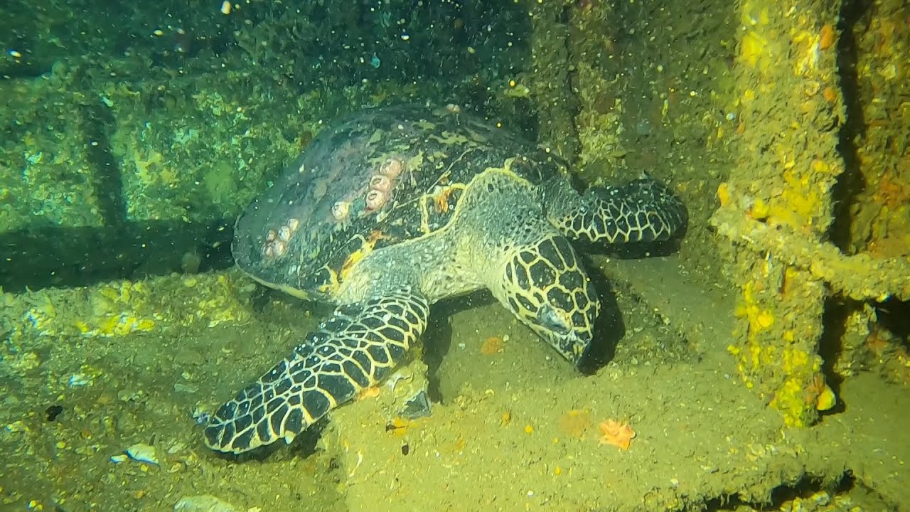 SCUBA Diving the HMAS Brisbane wreck (Mooloolaba)