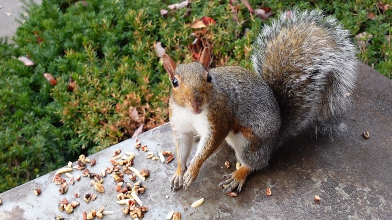 This squirrel is guilty and she knows it