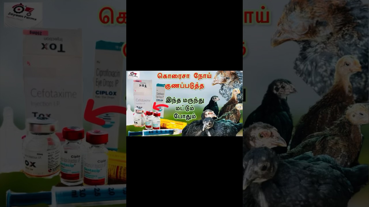 கொரைசா நோய்க்கு மருந்து @Zayaanfarm
