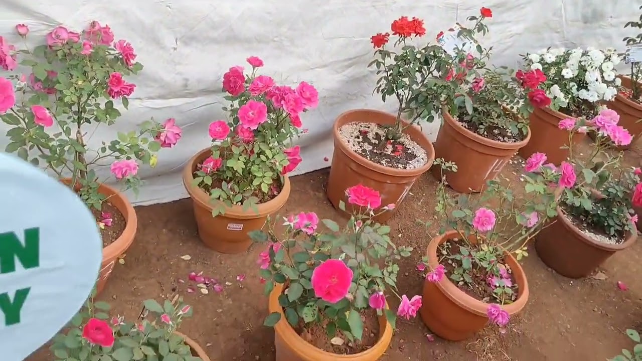 Mumbai Flower Festival Vlog 🌺🌹💐🪻🏵️🌻🌼🌷🪷🌸💮