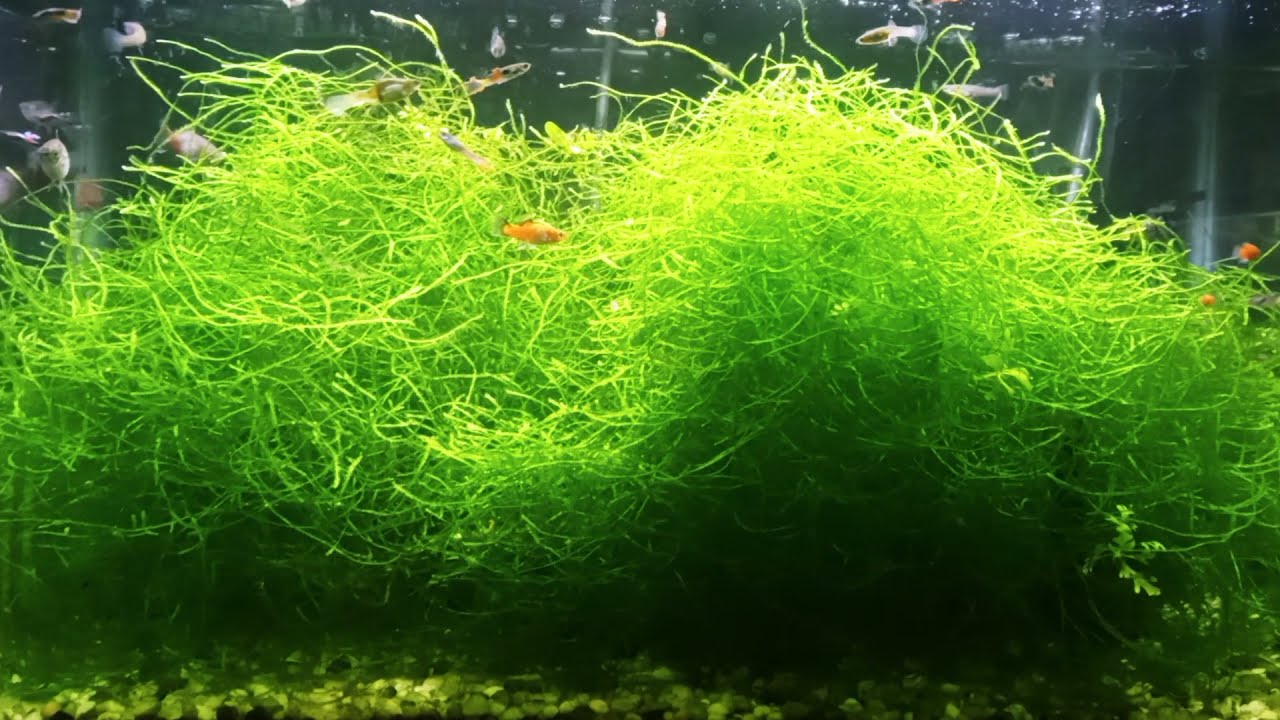 Rapid Java Moss Growth With No Effort / Easy Aquarium Plant