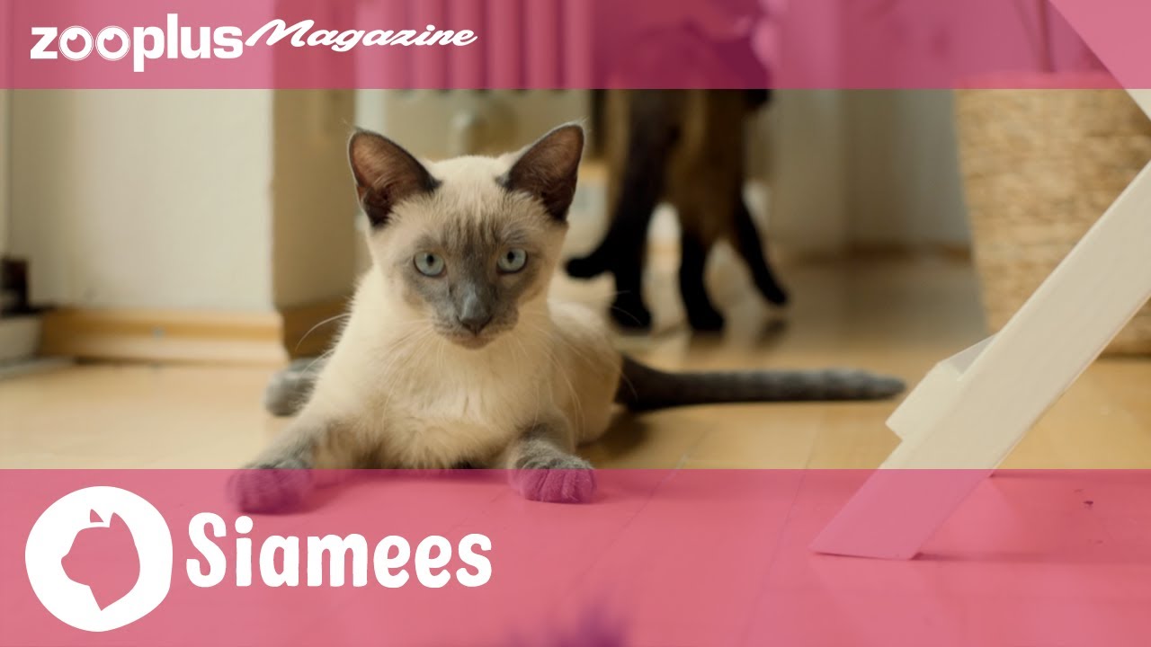 De Siamese Kat: alles over het karakter & de verzorging