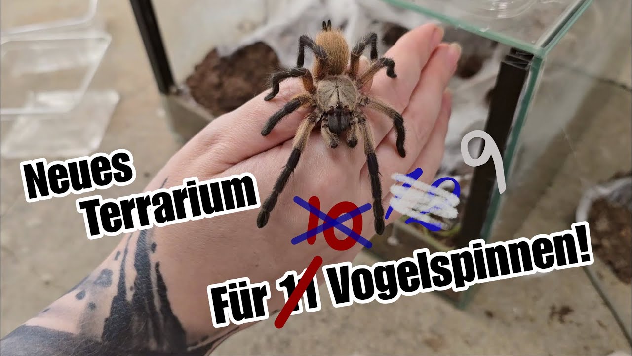 Neues Terrarium für 11 Vogelspinnen einrichten! 🕷| Monocentropus balfouri | Liliths Colorful Garden
