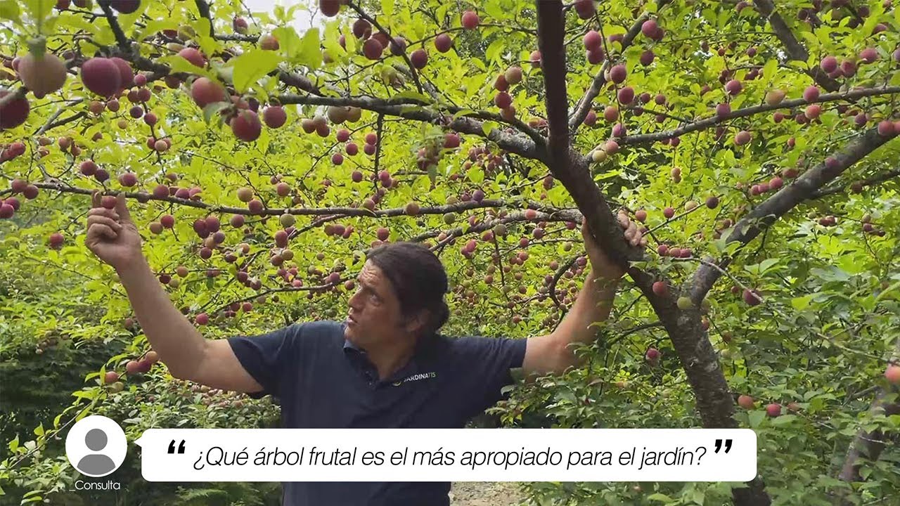 🤔 &iquest;Cu&aacute;l es el mejor &Aacute;RBOL FRUTAL para el jard&iacute;n? 🍎 🍊 Briconsulta - Jardinatis