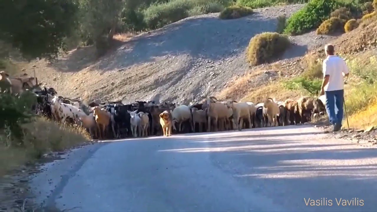 Τα πήρανε τα πρόβατα - Καραγκουνα  