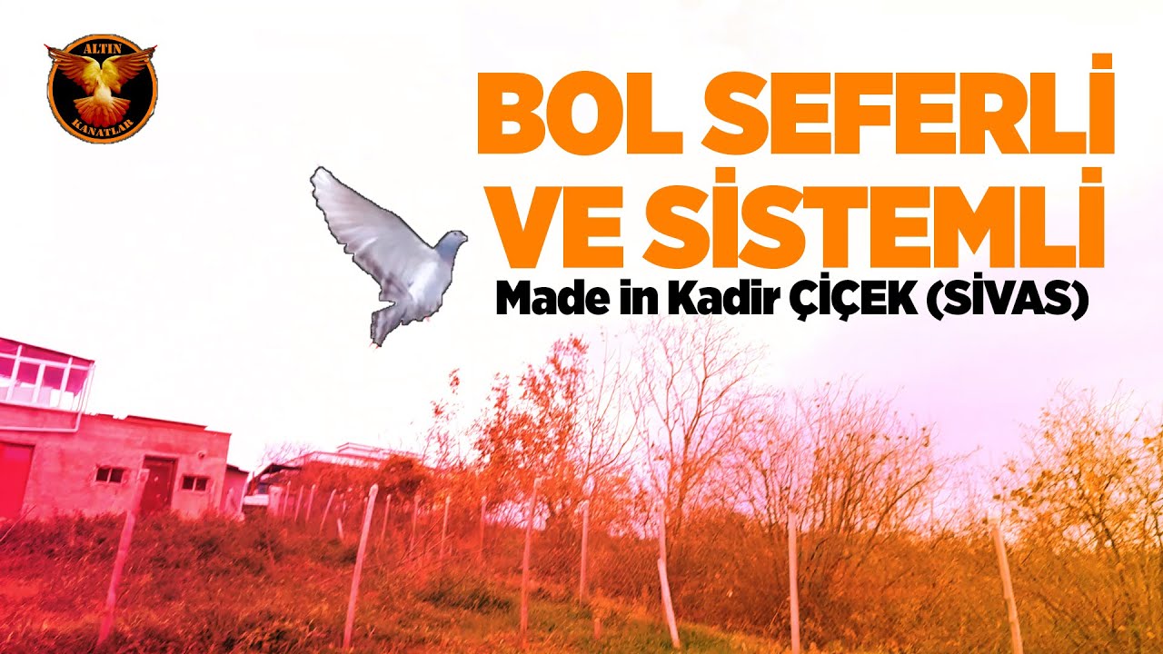 Kuş dediği sistemli dönecek / Altın Kanatlar / kuş seyri
