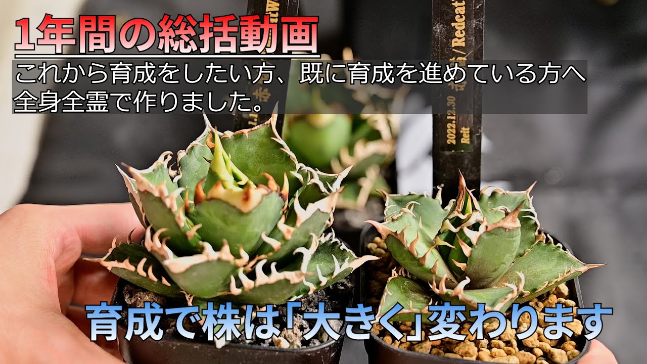 【育成でアガベは変わります】1年間の総活動画　アガベチタノタ【#植物管理編】