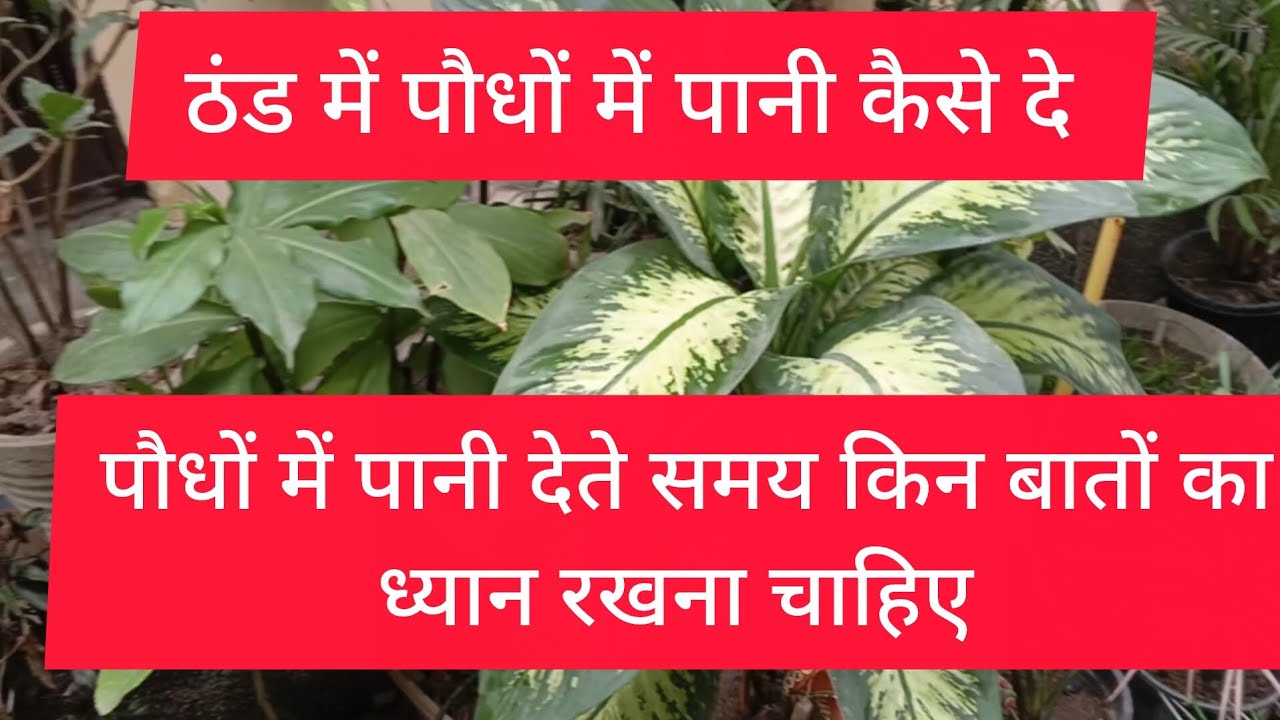 सर्दी में पौधों को पानी देते समय किन किन बातों का ध्यान रखें #gardenplants #gardening #watering 
