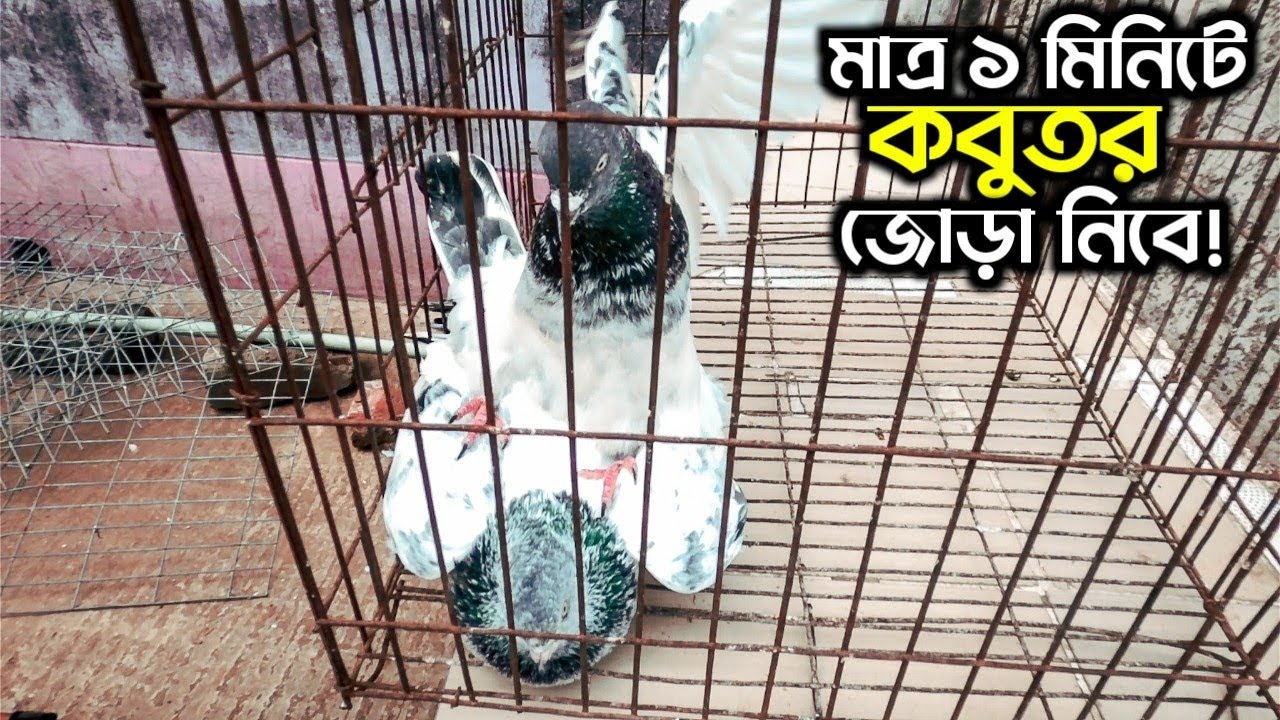 কবুতর জোড়া দেওয়ার সহজ ও সঠিক উপায় | Easiest way to pair pigeons