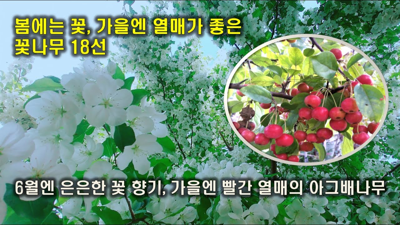 봄에는 꽃이 피고, 가을엔 열매가 좋은 정원에 심고 싶은 꽃나무 18선