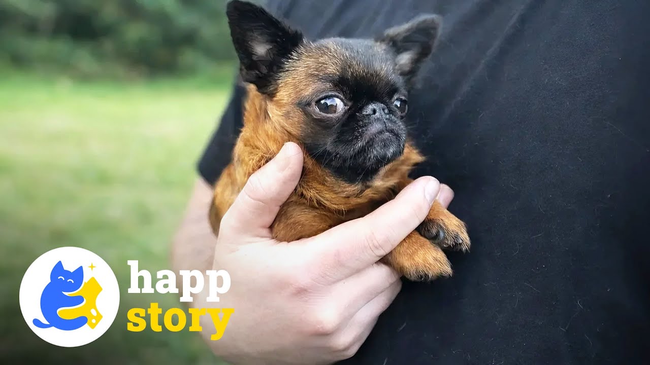 This Tiny Dog Never Grow Taller - But She Thrives Against All Odds | HAPP