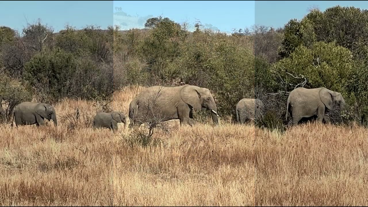 South Africa Memories