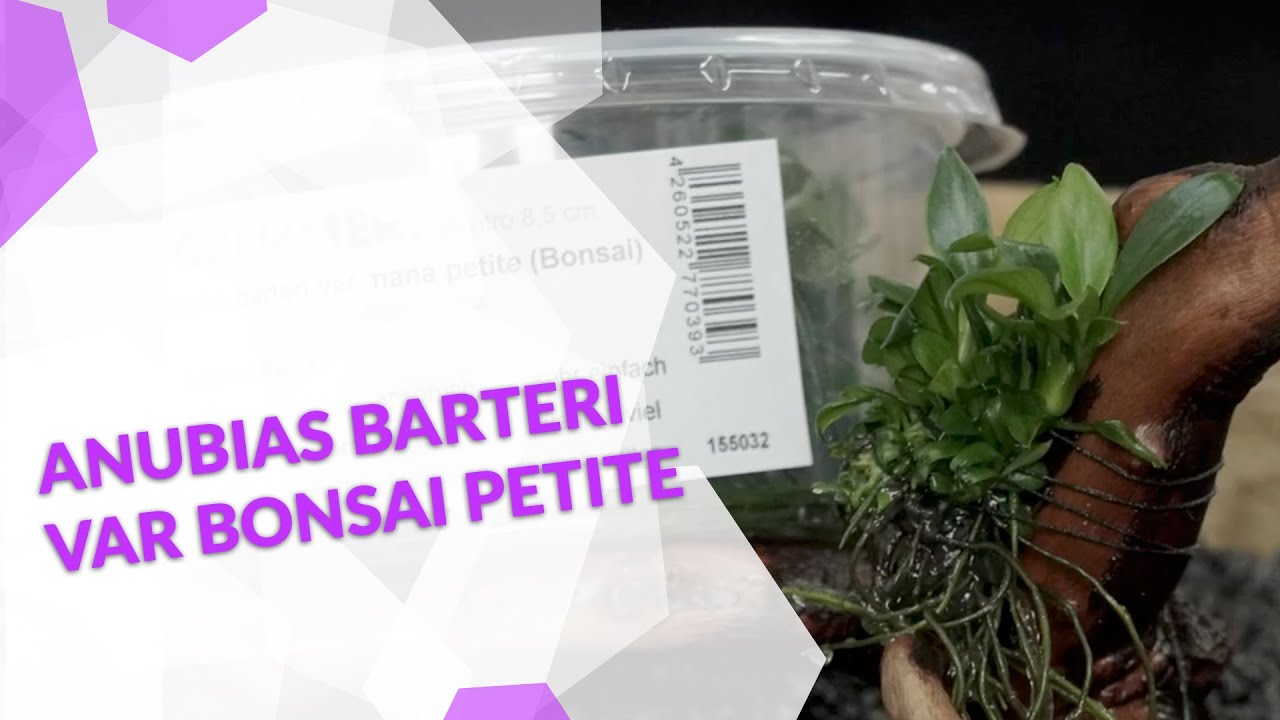 Anubias barteri var. nana Bonsai petite, die ideale Pflanze fürs Nano-Aquarium