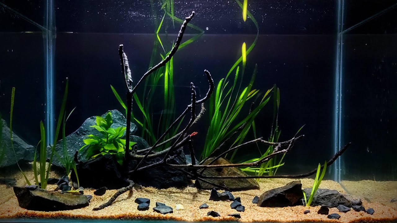 Setting up a 2 feet planted aquarium using driftwood and stones #aquarium #feeds #aquascape