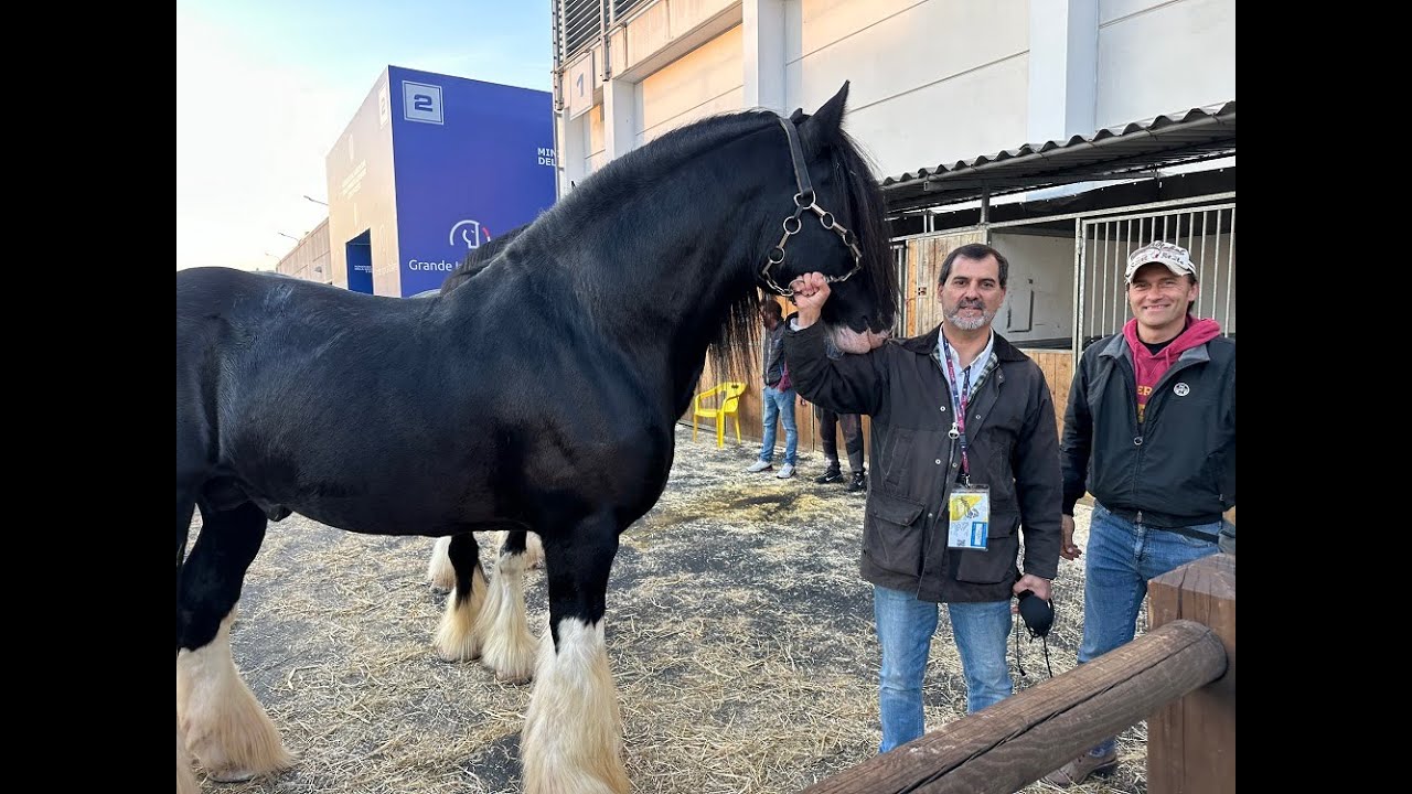 Canal del Caballo en Fiera Cavalli, Verona Italia