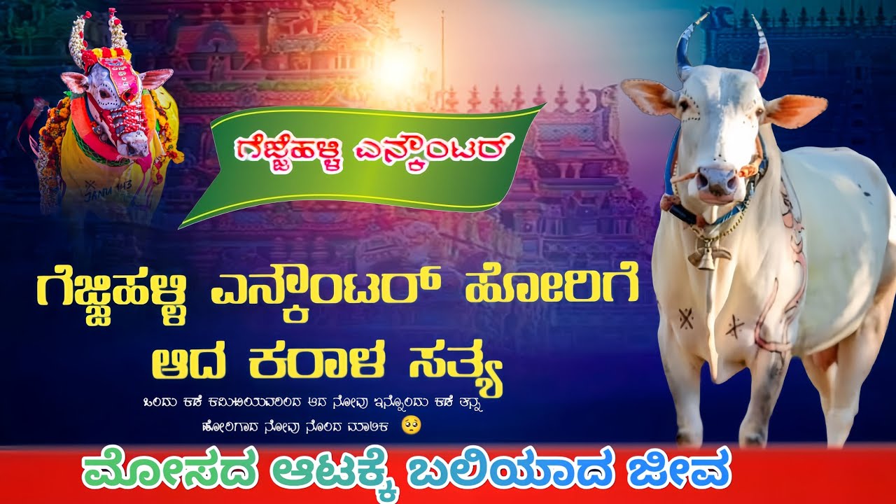 ದಾಸನಕೊಪ್ ಹಬ್ಬದಲ್ಲಿ  ನೂವು ಅನುಭವಿಸಿದ ಹೋರಿ #horihabba #trending 