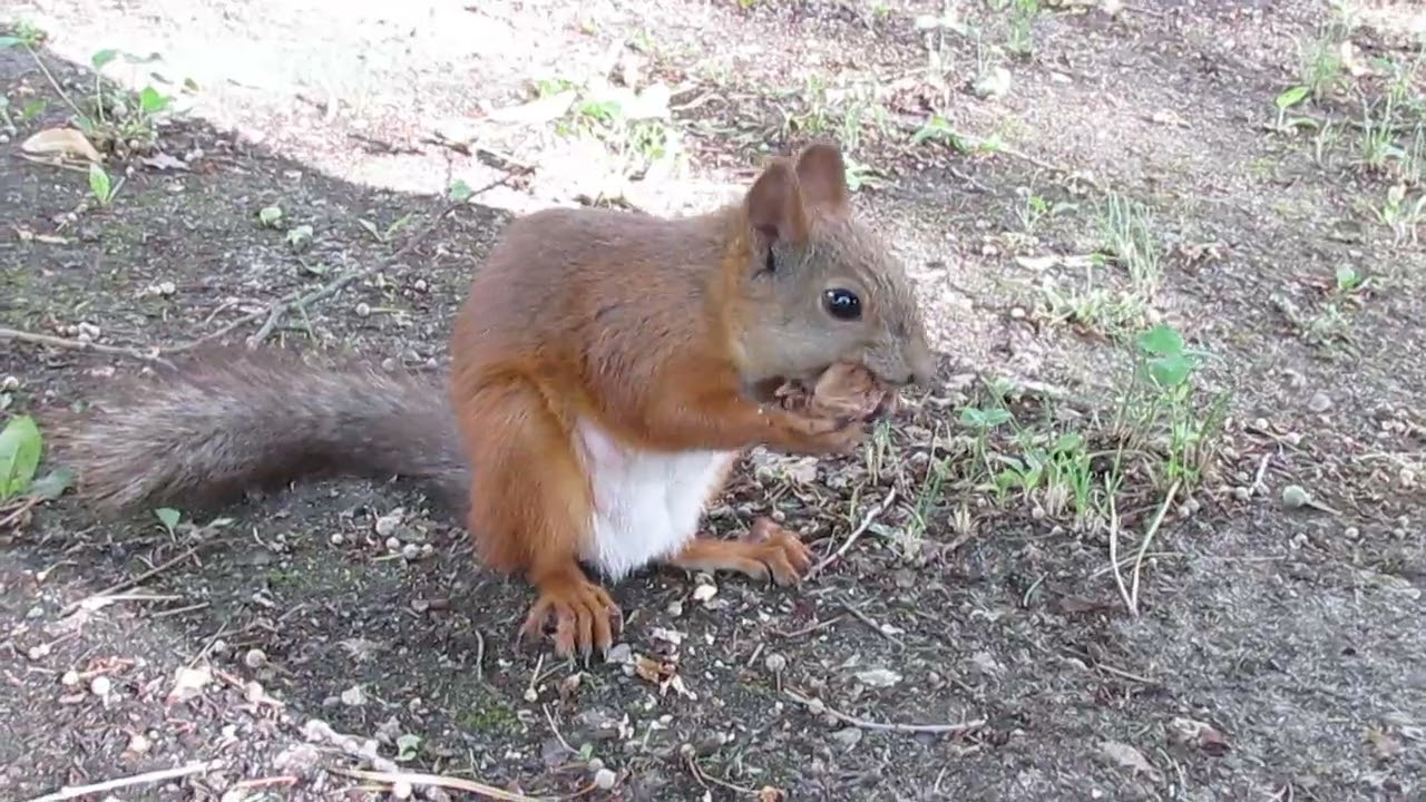 Белка поедает вкусный орех ) The squirrel eats a tasty nut)