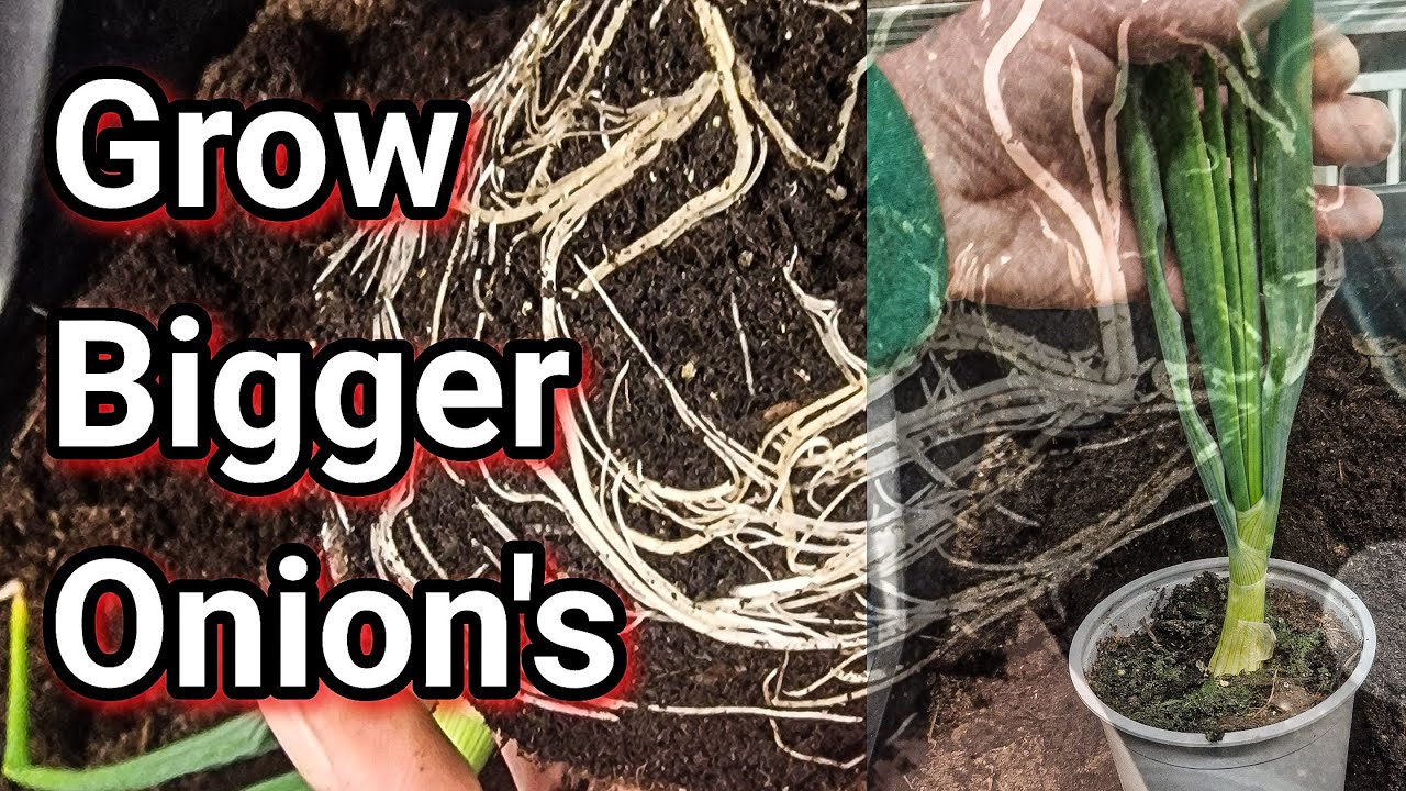 How Do I Grow Bigger Onions [ GROWING GIANT ONIONS] #GOGC2425
