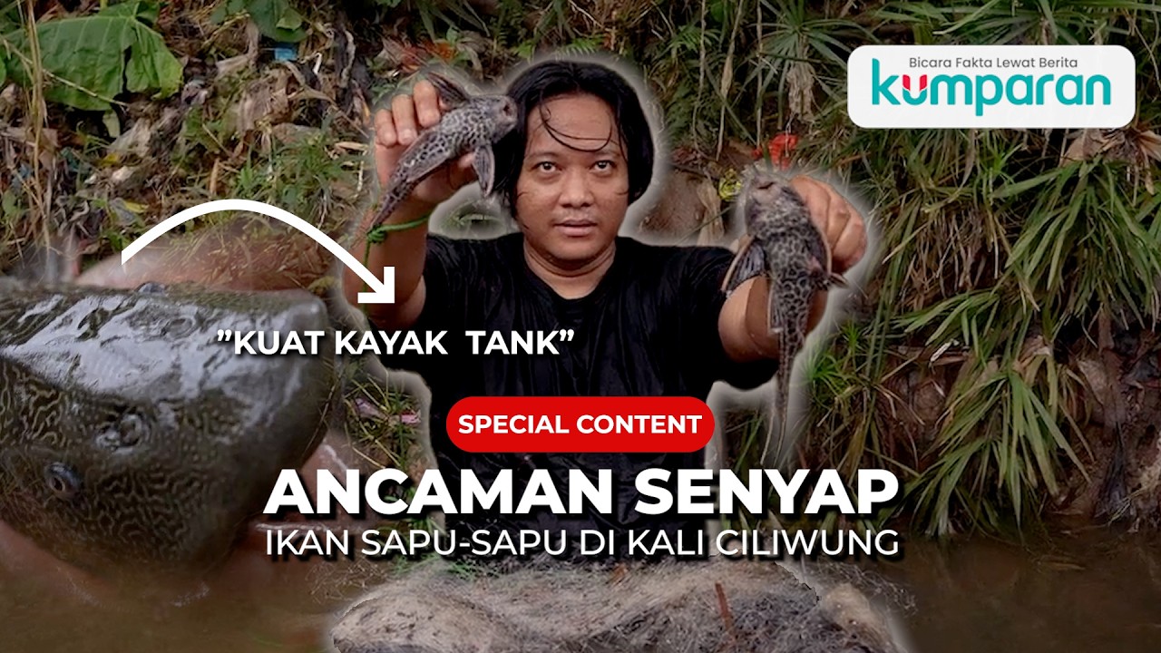 Bagaimana Ikan Sapu-Sapu Mengubah Ekosistem Sungai Ciliwung? | Special Content
