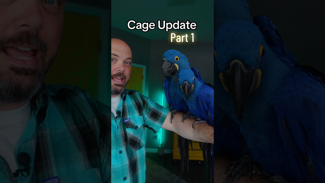 How Freedom Cage builds the best macaw cage #macaw #parrot