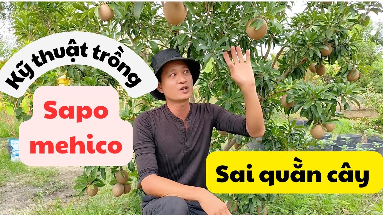 Kỹ thuật trồng sapo mehico trái quằn cây
