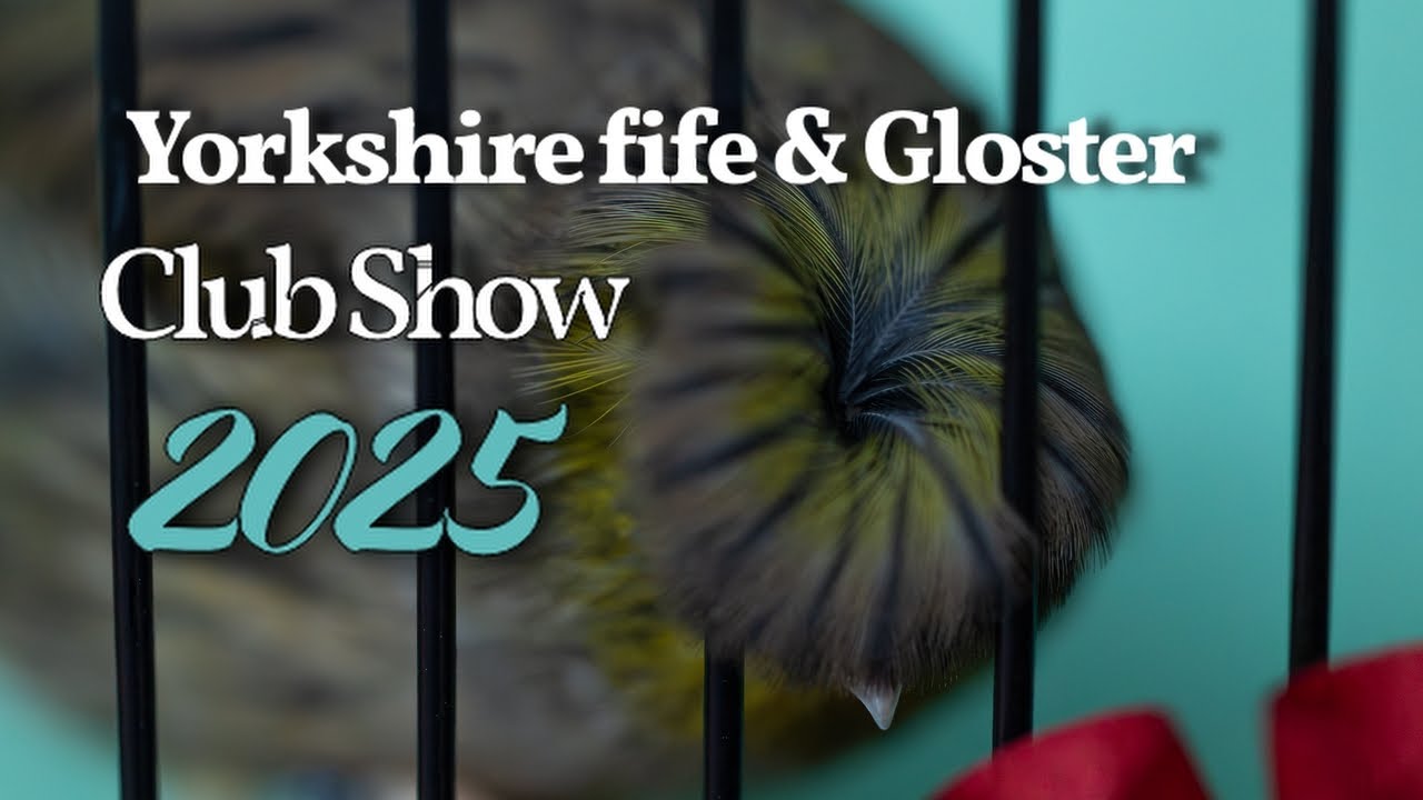 YORKSHIRE FIFE & GLOSTER CLUB SHOW 2025