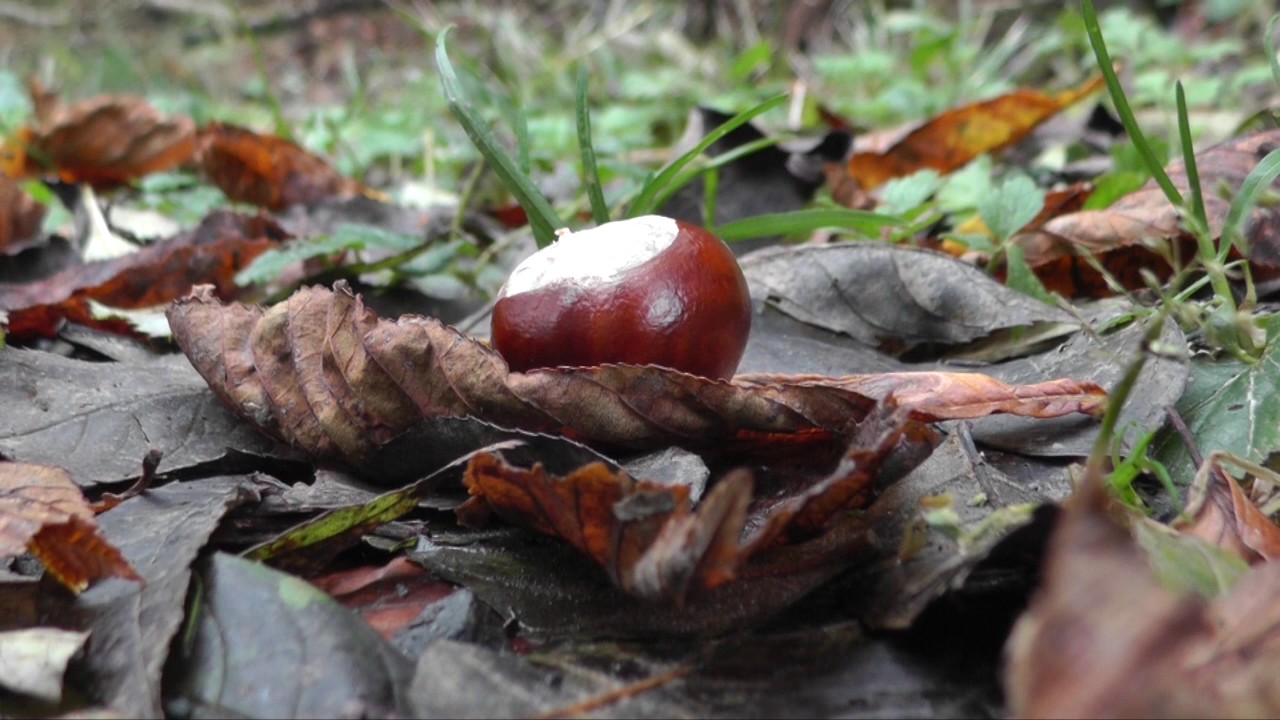Herbstfarben