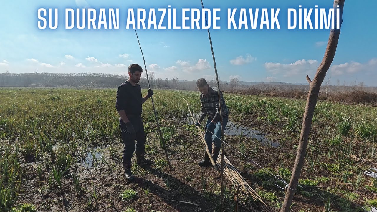 BAHÇE SULAR ALTINDA / KAVAK DİKİMİ YAPIYORUZ / BU İŞTE PARA VAR......