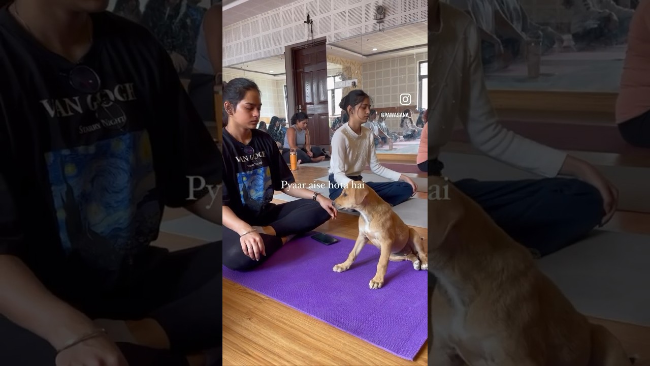 where there are puppies and yoga, there&rsquo;s love #adoptdontshop #puppyyoga  #pawasana #yogaforall #dog